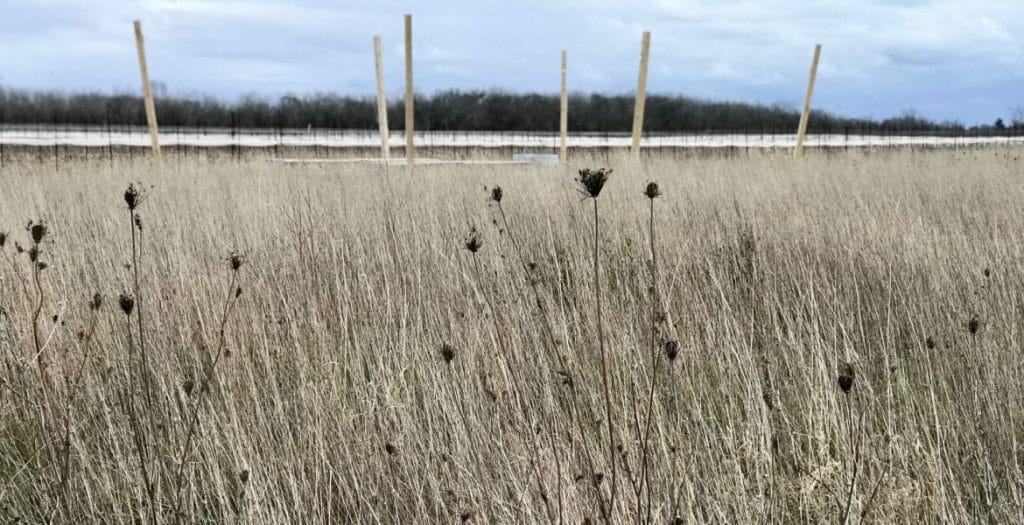 Hay field, Alternatives for Women PEC