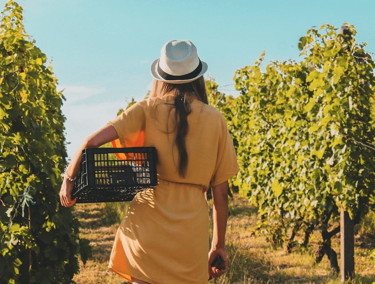 A Woman walks through a vineyard holding a crate to put grapes in for Uptown Life Concierge Prince Edward County