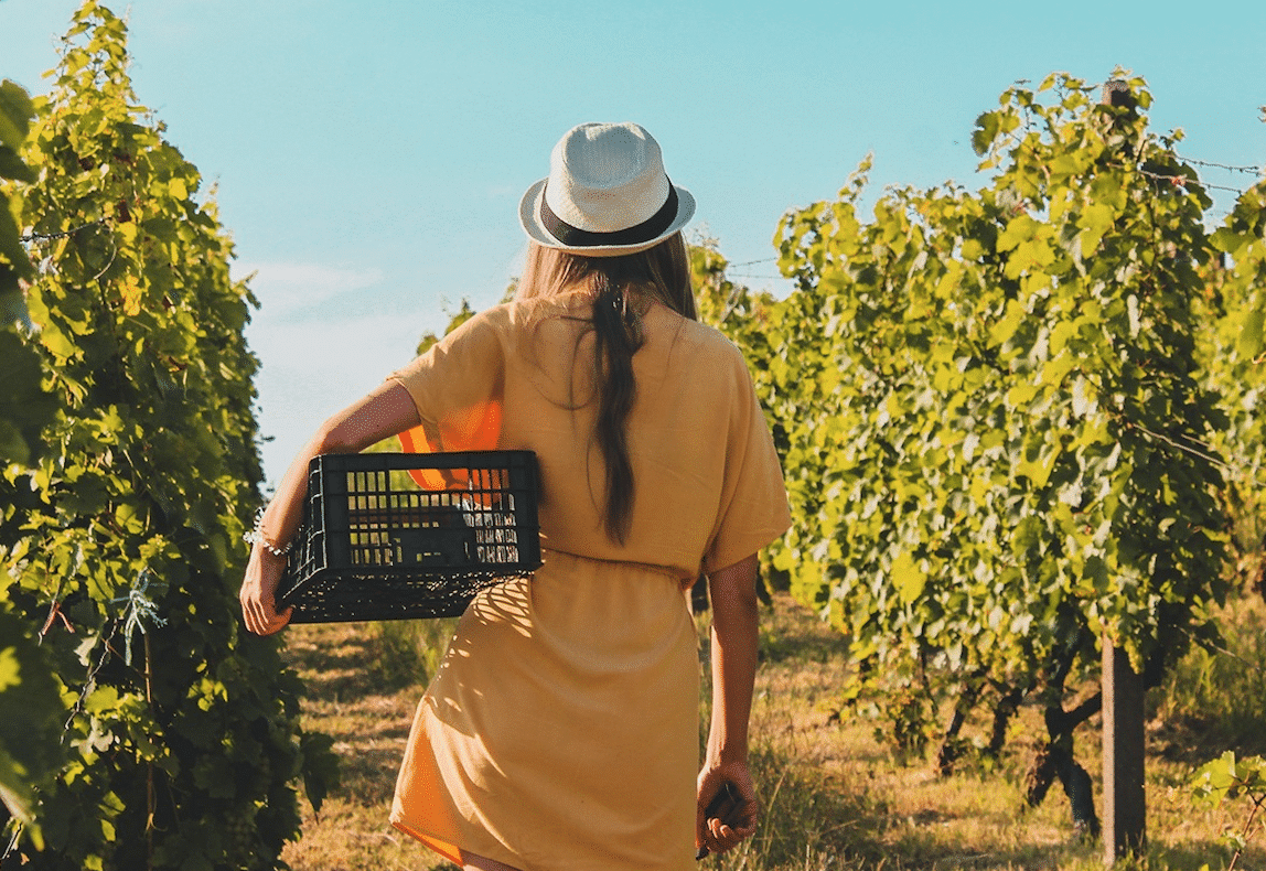 A Woman walks through a vineyard holding a crate to put grapes in for Uptown Life Concierge Prince Edward County