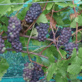 Lacey Estates Winery, Prince Edward County, grapes on vine