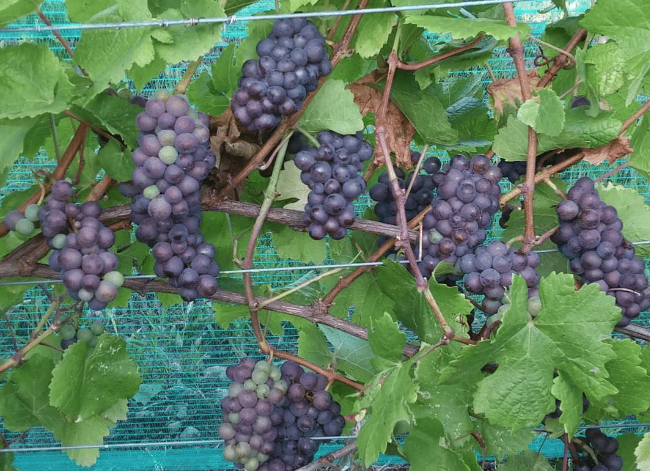 Lacey Estates Winery, Prince Edward County, grapes on vine