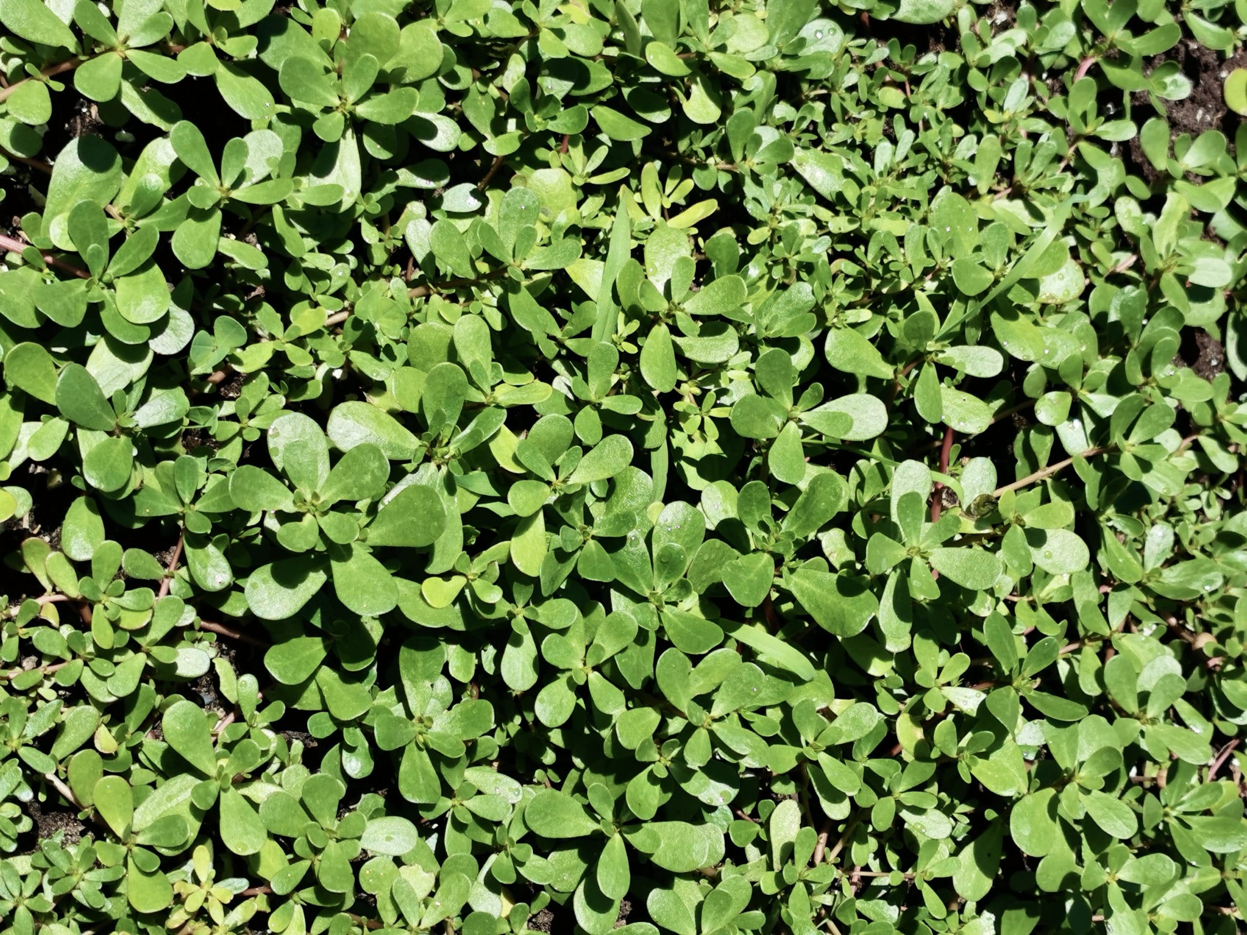 PURSLANE FIELD