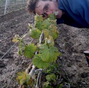 Kimball Lacey, Winemaker at Lacey Estates, peers down a row of small vines